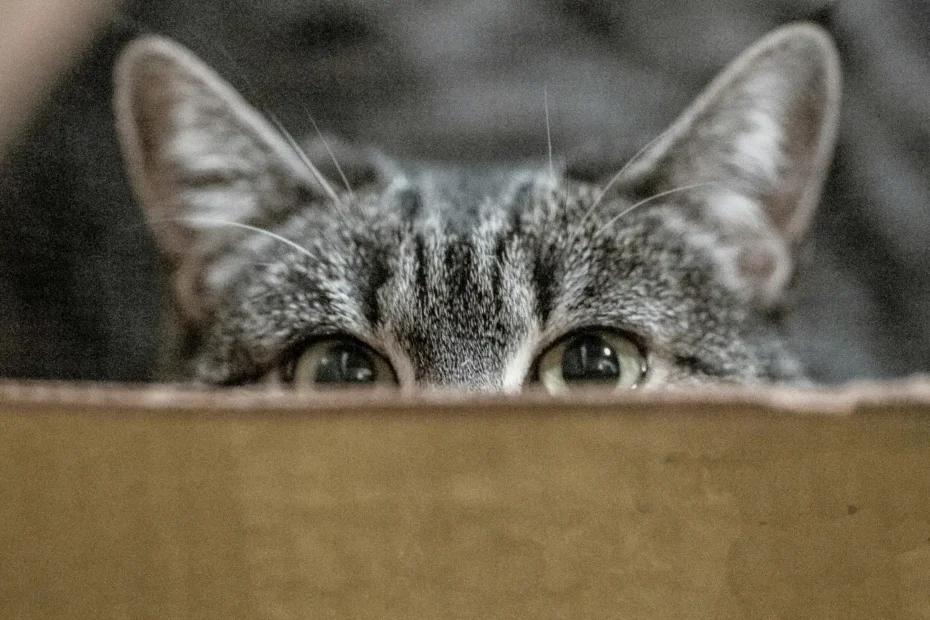 Gatito escondido atrás de una caja de cartón