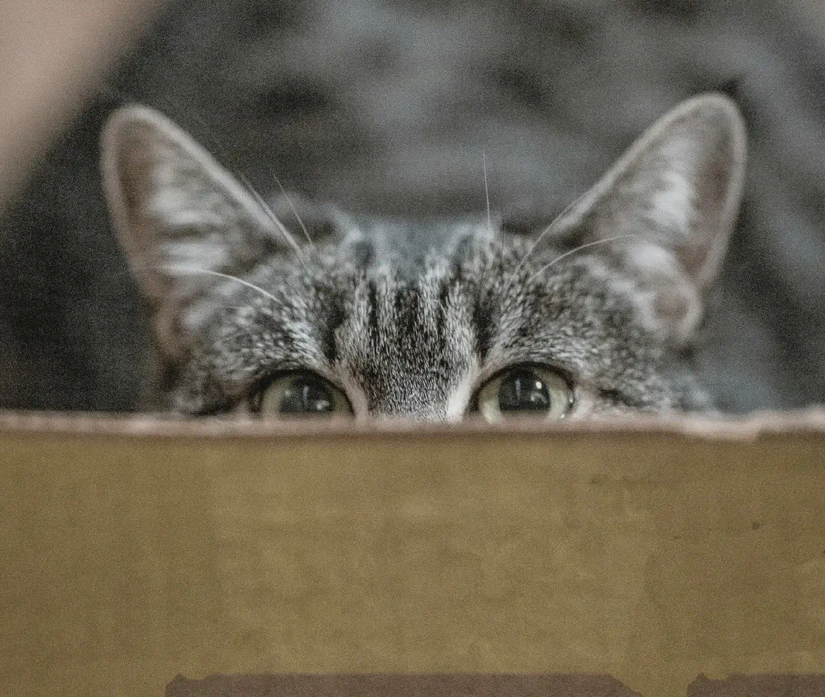 Es un gato lamebotas