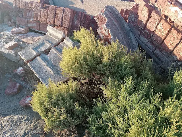 Arbusto pequeño creciendo entre bloques de cemento en ruinas